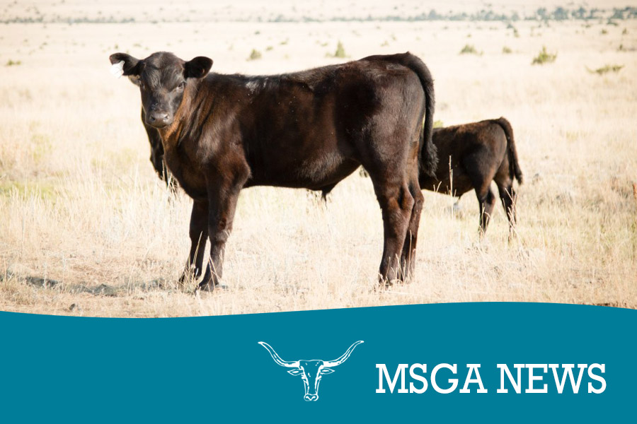 Local Effort Leads to Overhaul of USDA's Livestock Insurance - Montana  Stockgrowers Association
