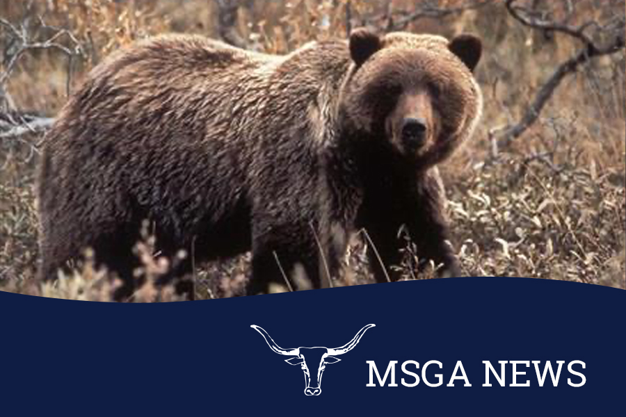 Montana petitions USFWS to delist NCDE grizzly bears