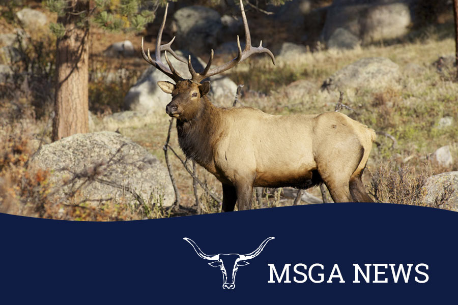 MSGA, MPLC, MASGD Submit Comments on Proposed Elk Shoulder Season