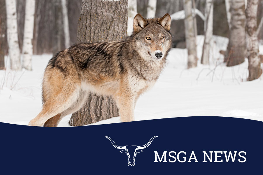 MSGA Writes Letter to Montana FWP Opposing Using Montana Wolves for