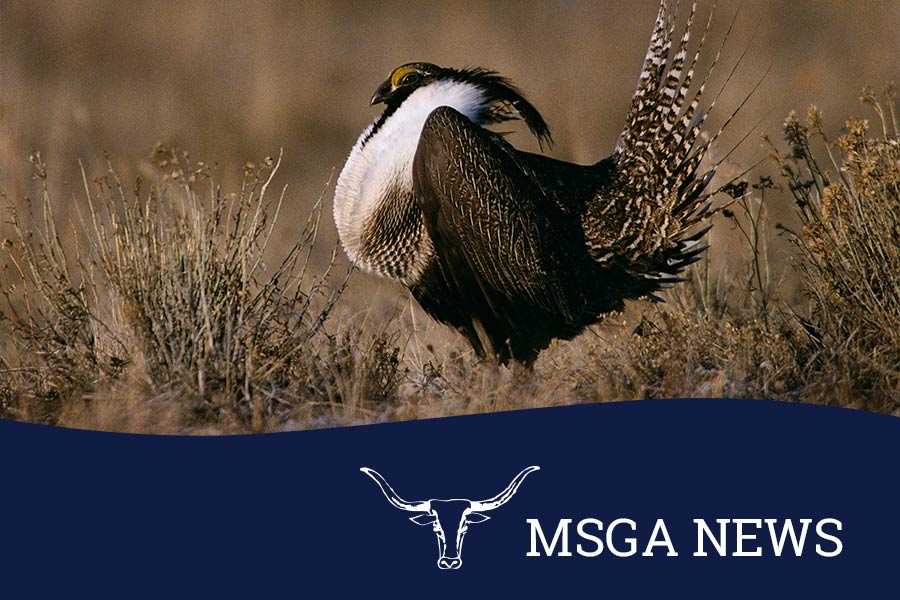 sage grouse news header