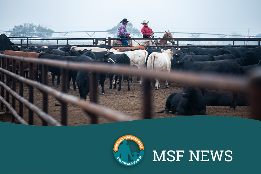 MSF Partners with Montana Cattle Breed Associations for Cattle Drive ...