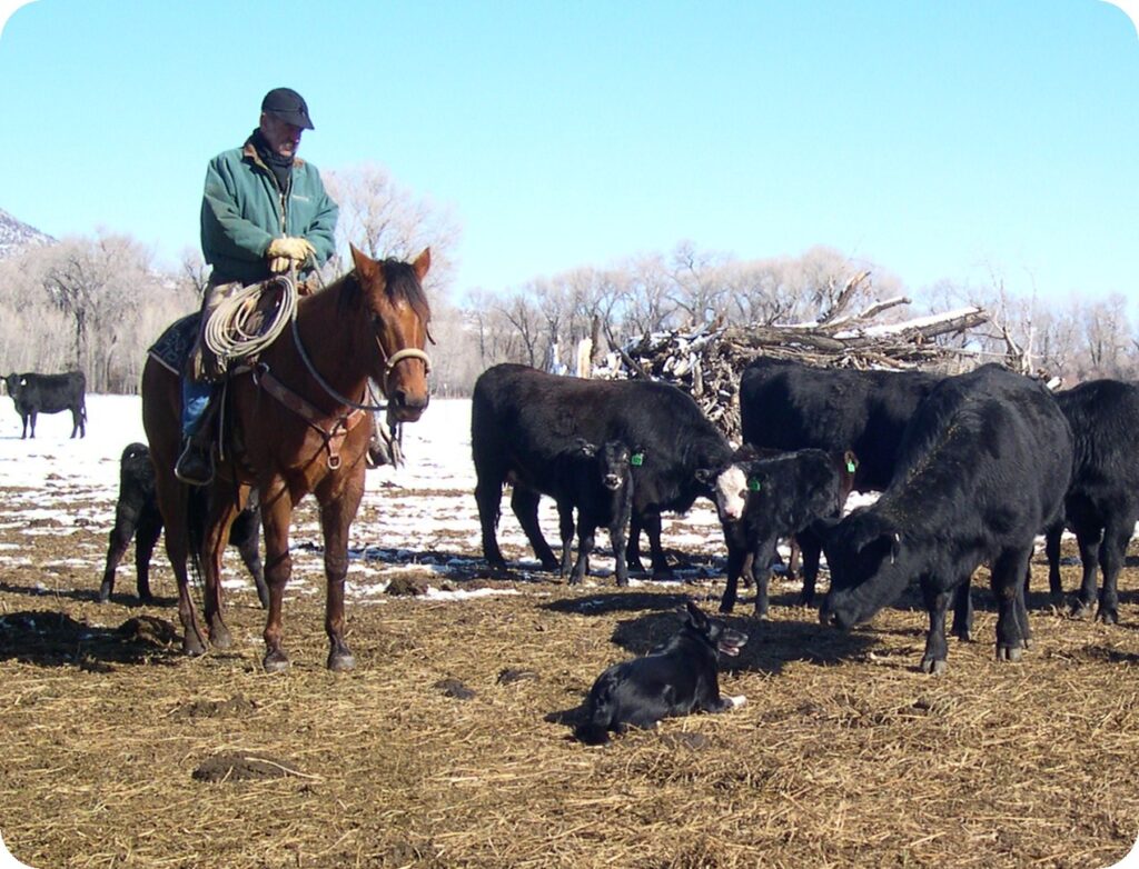 - Montana Stockgrowers Association