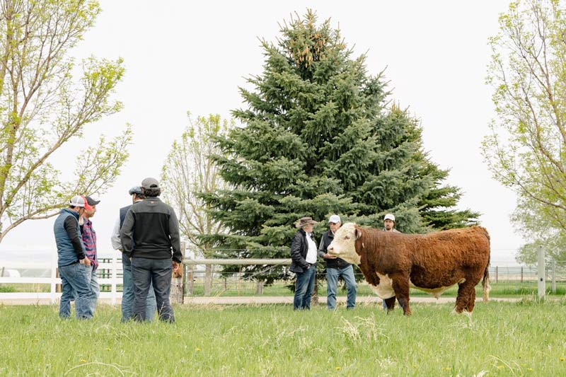 - Montana Stockgrowers Association
