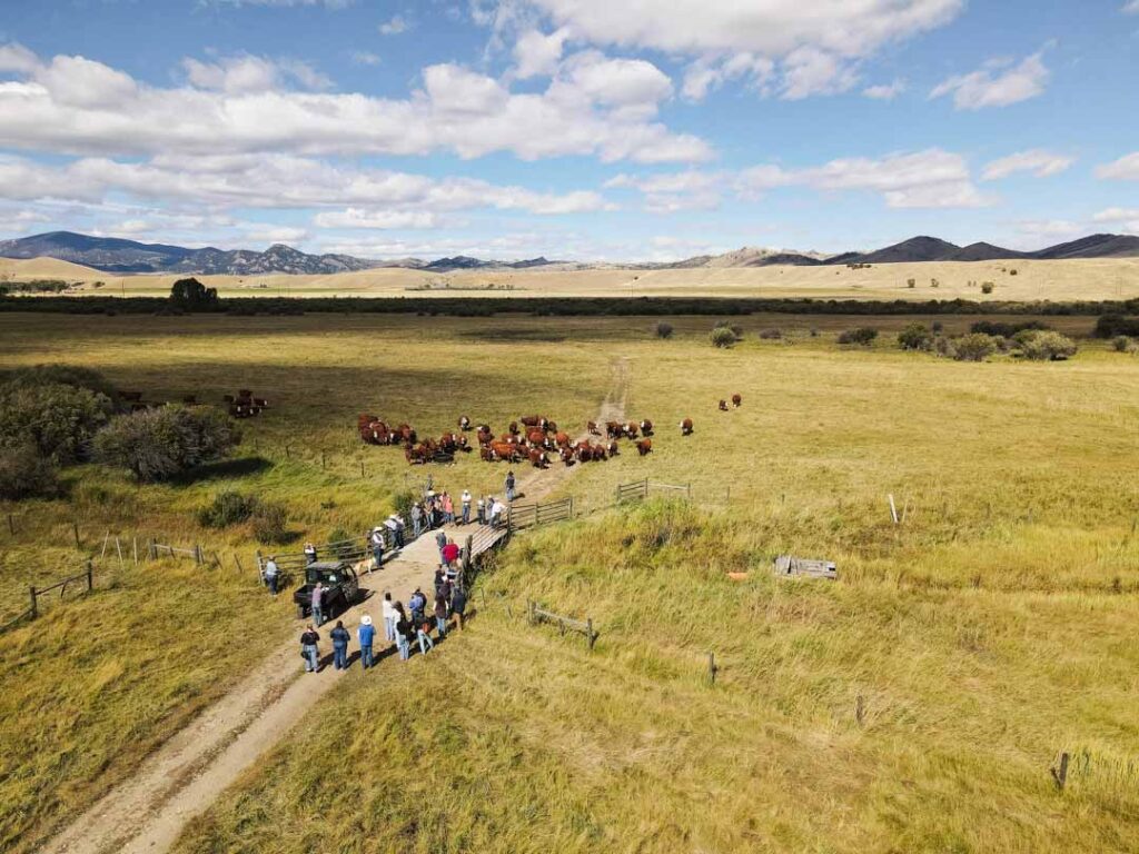 - Montana Stockgrowers Association