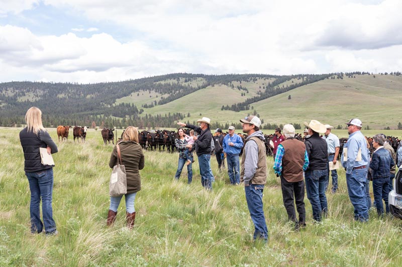 - Montana Stockgrowers Association
