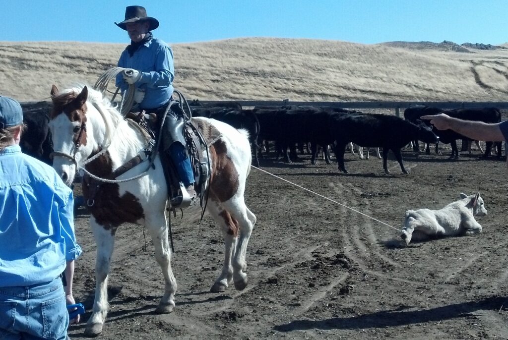 - Montana Stockgrowers Association