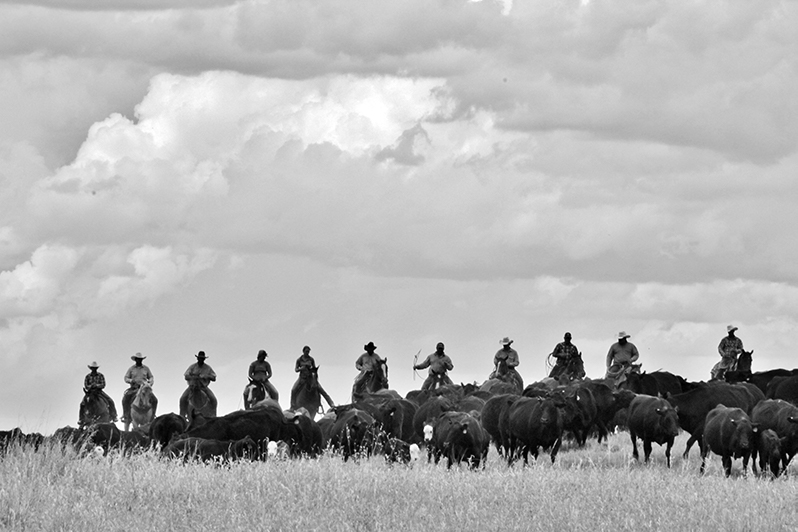 - Montana Stockgrowers Association